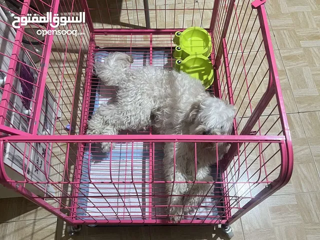 كلب زينه   بعمر ال 8 اشهر هادء جداااااا
