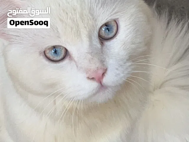 قط شيرازي ذكر للتبني