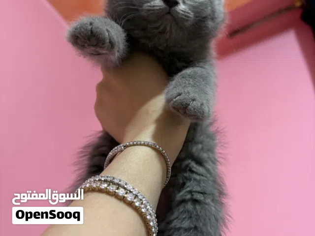 قطط سكوتش شورت هير