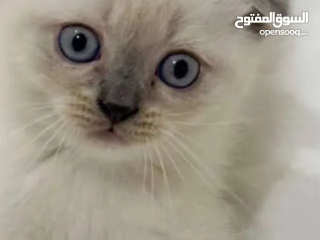 قط ذكر سكوتش للبيع