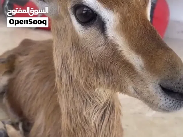 غزال ذكر دماني