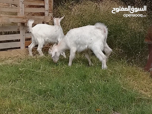 عنز فرنسيه سانيين أصلية سلالة حليب توميه عشره على صغارها سنها جامعه نظيفة للبيكسب