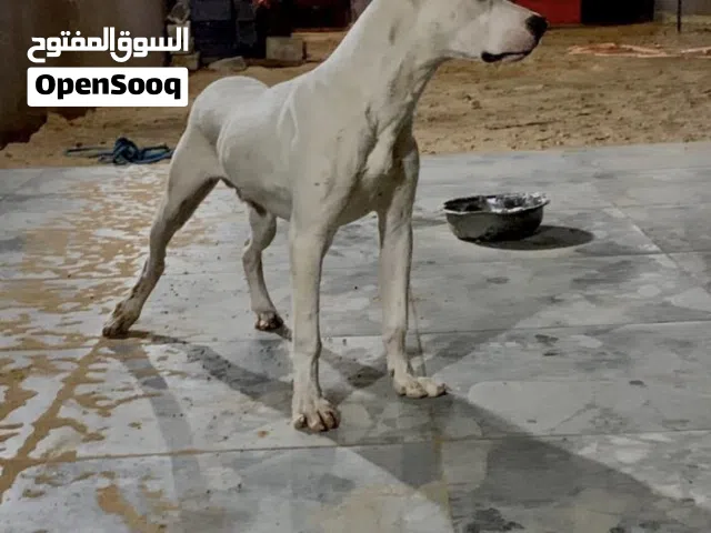 جرو دوقو ارجنتيني العمر 7 شهور