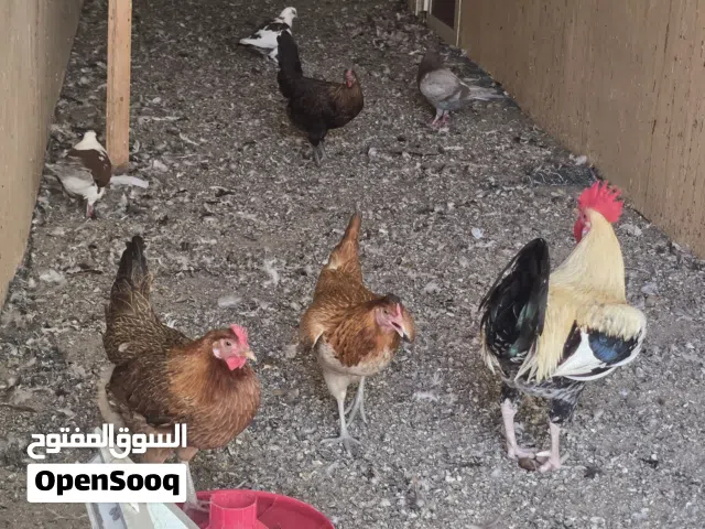 دجاج عماني منتج