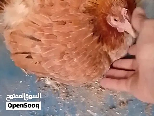دجاج للبيع