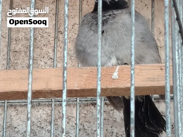 بلبل أليف تأكيل يدوي قديش يسوى