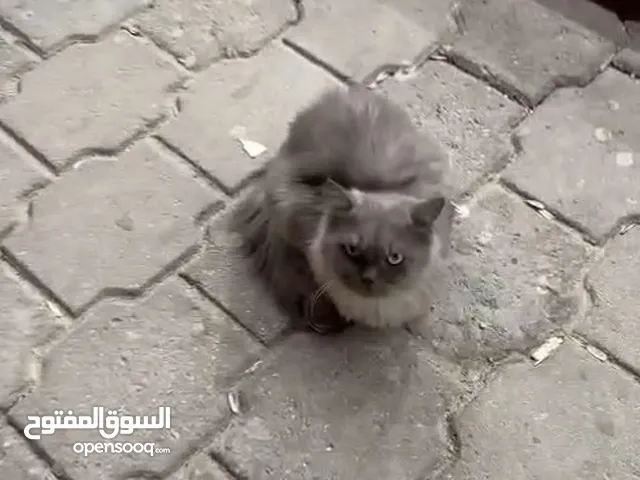 قطه للتبني cat for adoption