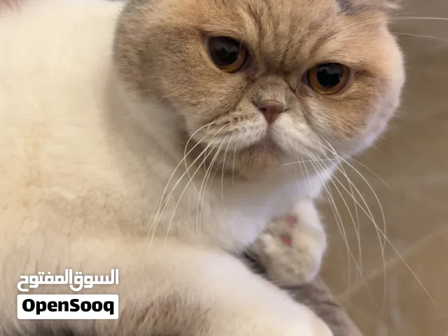 قطة للتبني