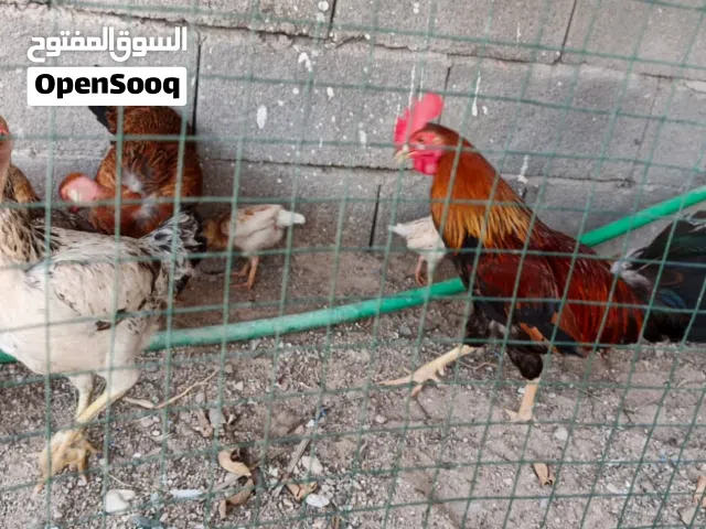 دجاج للبيع