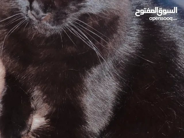 قط شيرازي للتبني