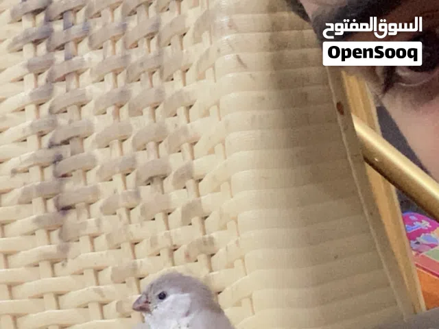 فناجس اليفات زق متعودات ع زق وسهل