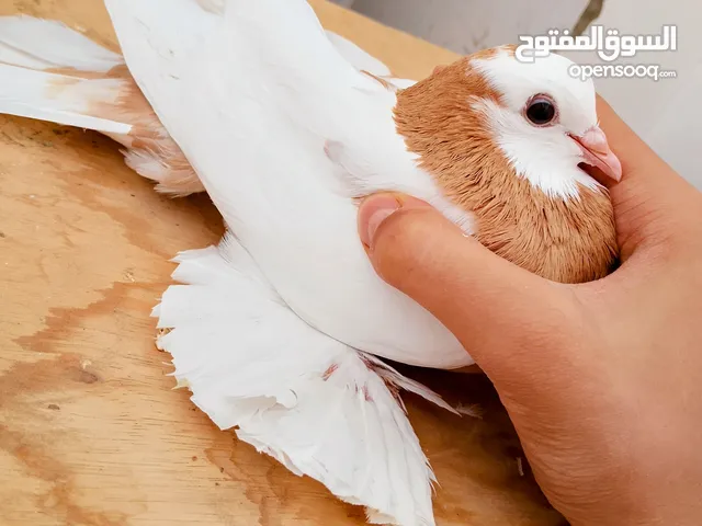 متاح انتايه علي ريشات