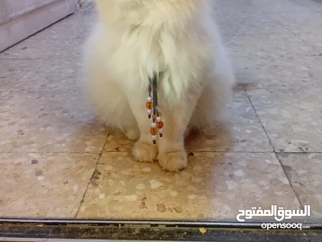 قطه للبيع انثى هاملايه