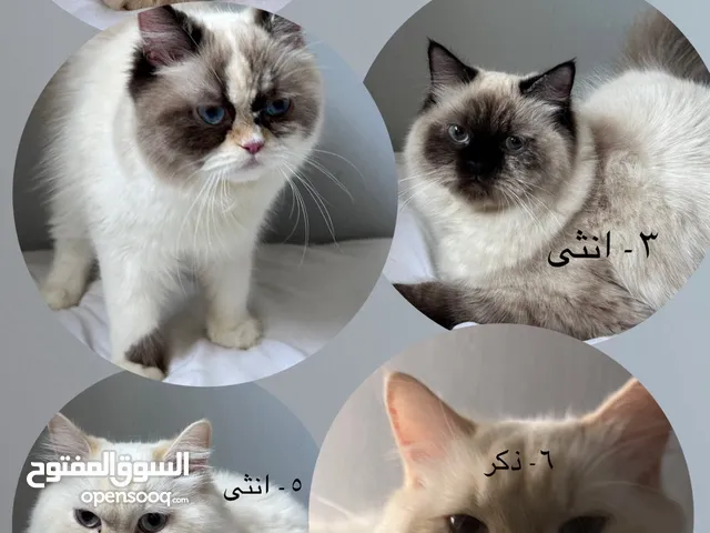 مجموعة قطط هملايا للتبني