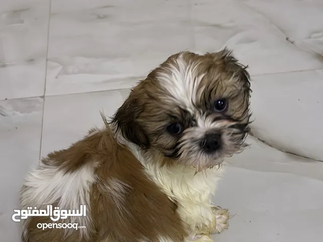 كلب ذكر و انثي للبيع من نوع شيتزو