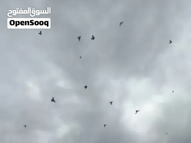 سلام عليكم حمام مخاليف السنه