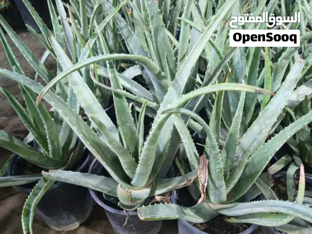 زراعه نباتات داخليه وخارجيه