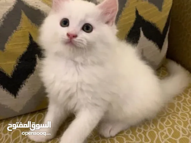 أريد قطة للتبني ضروري