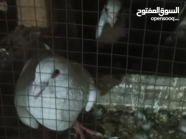 حمام انواع البيع كامل اقرا الوصف