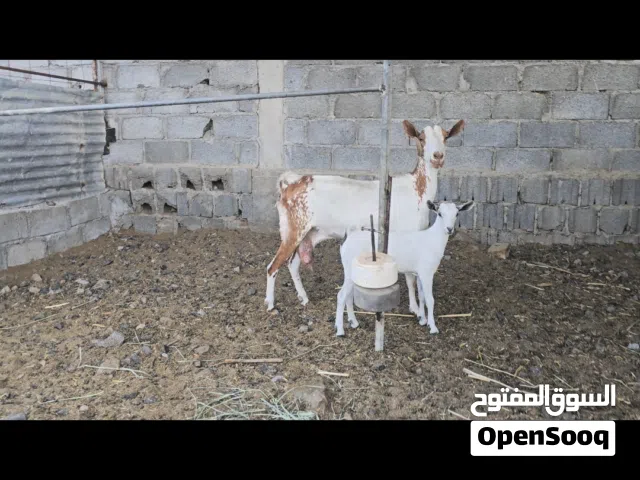للبيع شاه تحتها صخله صلاليات