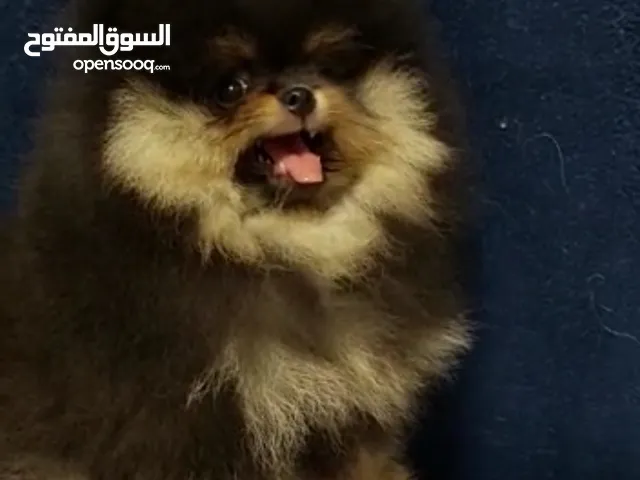 Pomeranian Samoyed Giant Malamute