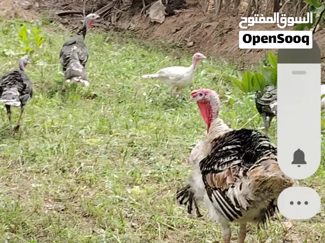 فحل فسيفس للبيع مع نثاية بياضات 2