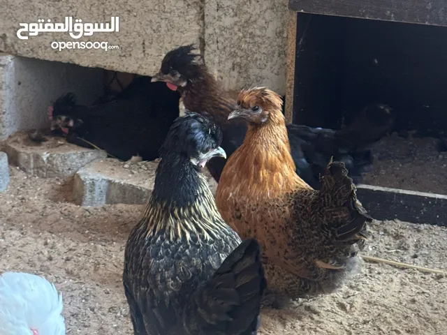 للبيع دجاج حبحب