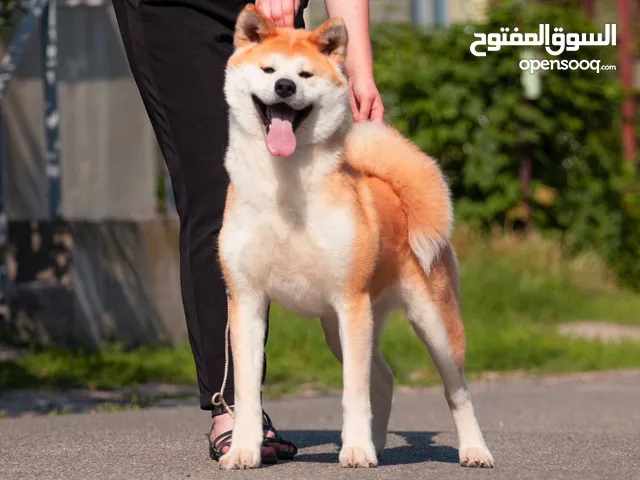 جراوي اكيتا ياباني للحجز و للبيع
