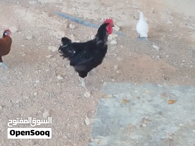 بيع ديوك بلدي