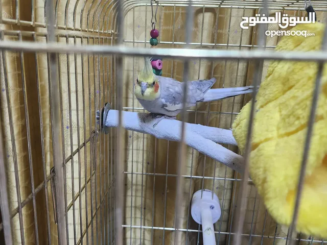 كوكتيل للبيع