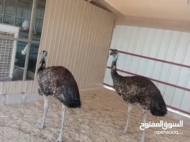 للبيع نعام ايمو الاسترالي