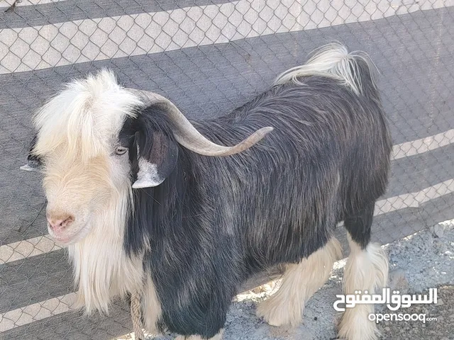 فحل من حلال رحوب للون الاسود الملكي للبيع
