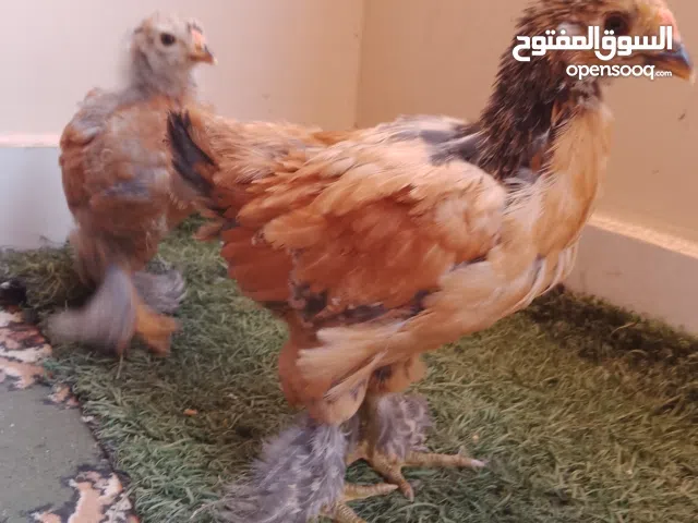 دجاج براهما