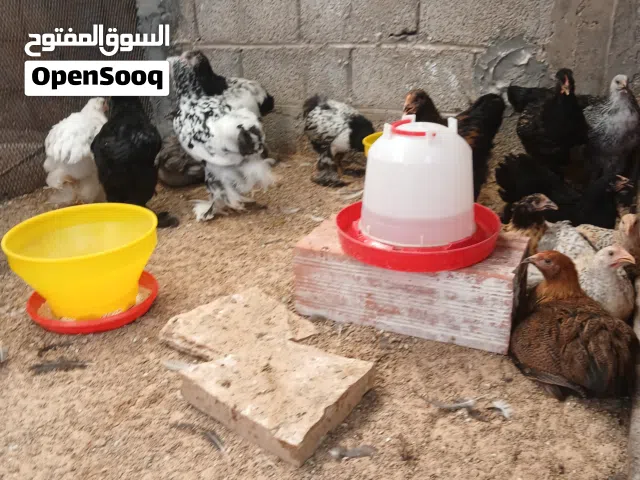 دجاج براهمي