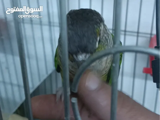 ببغاء جرين شك أليف وطيور