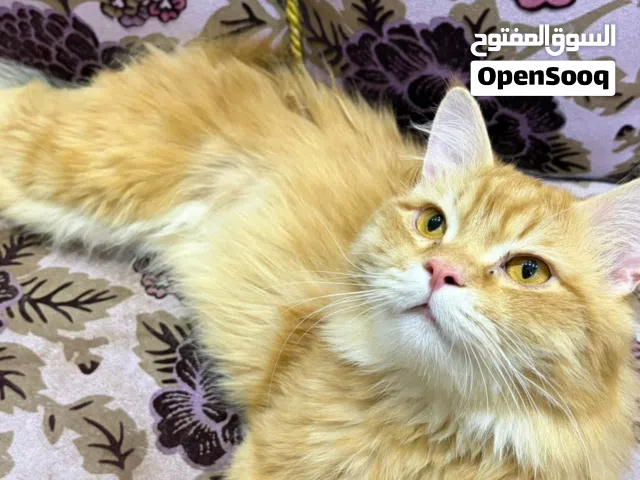 القط للبيع