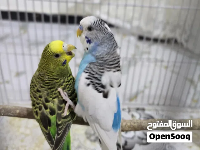 سلام عليكم متاح طيره وفحل سعر 15 مكاني القبلة عندي توصيل الساحه سعد
