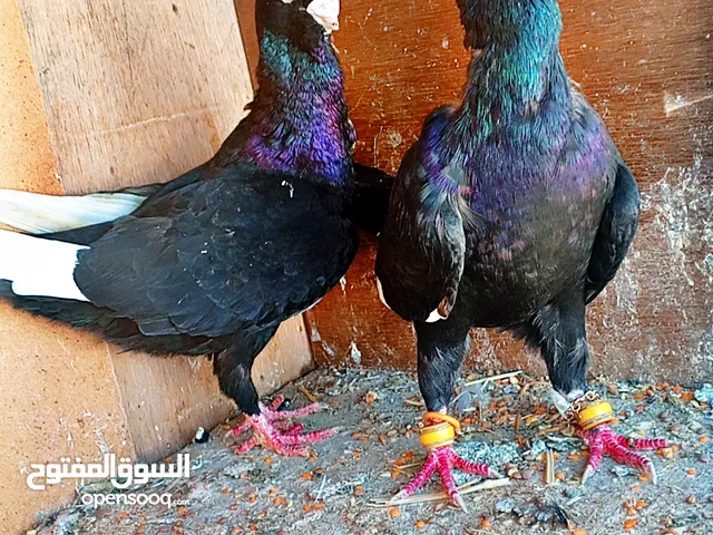 جوز مساويد سعرهم حرق