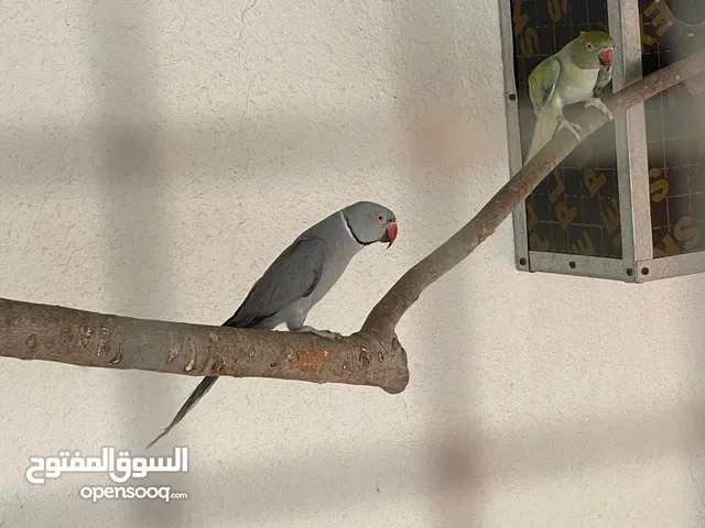 زوج دره جاهز الإنتاج