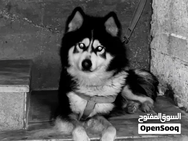 بيلعب عمره سنة