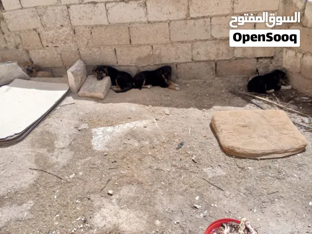 أربعة جراوة بلدي بعمر 3 شهور تقريبا