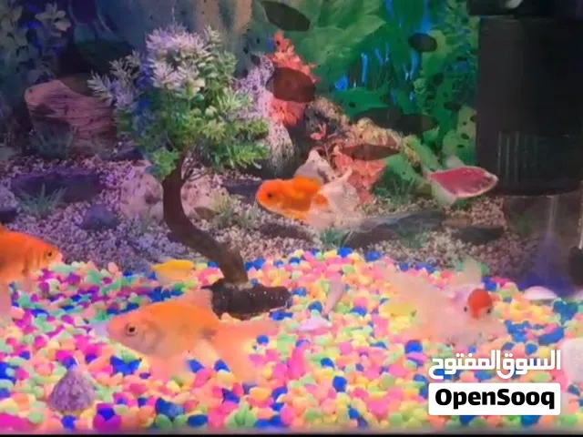 حوض اسماك للبيع