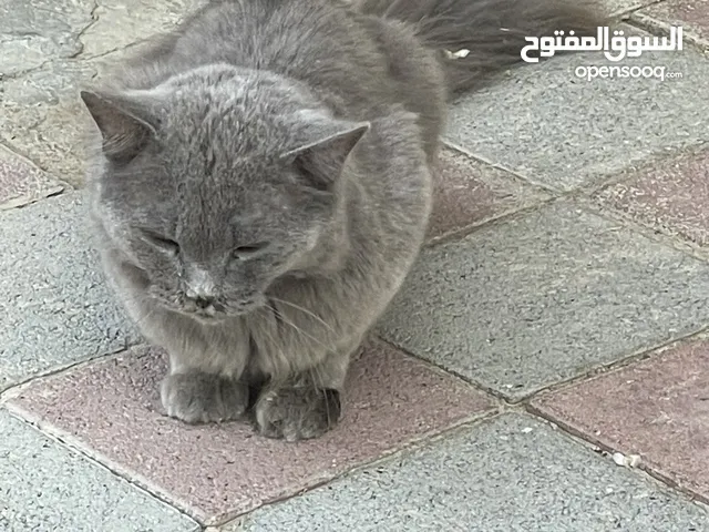 British Shorthair Cat for sale in Al Mabbilha