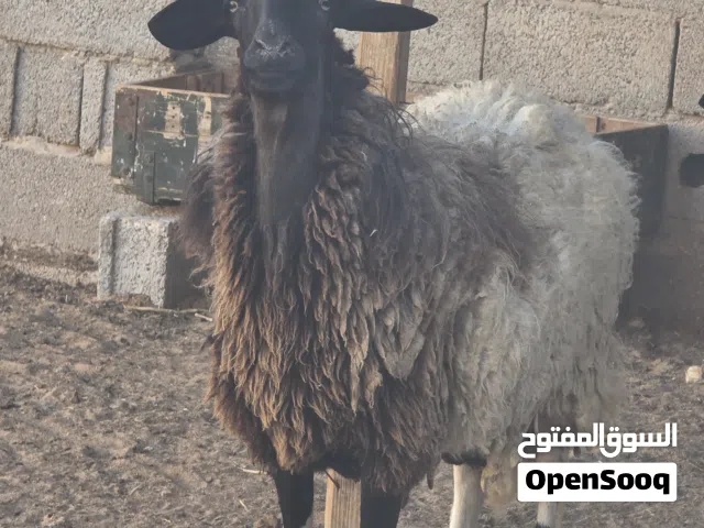 حولي ونعجة