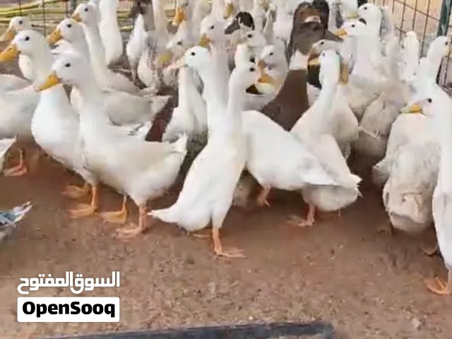 للبيع بط محلي