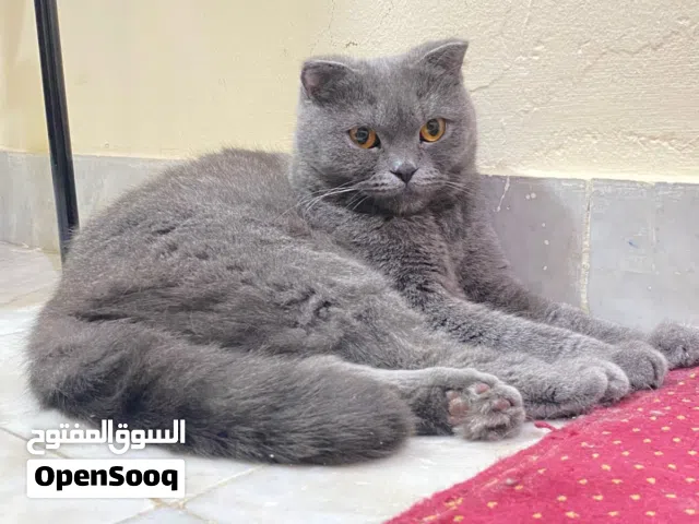 سكوتش برتش للتبني