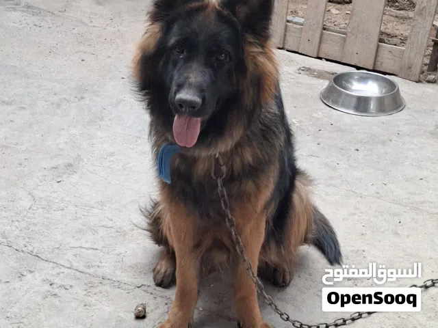 مطلوب كلب جيرمن اقل من سنه