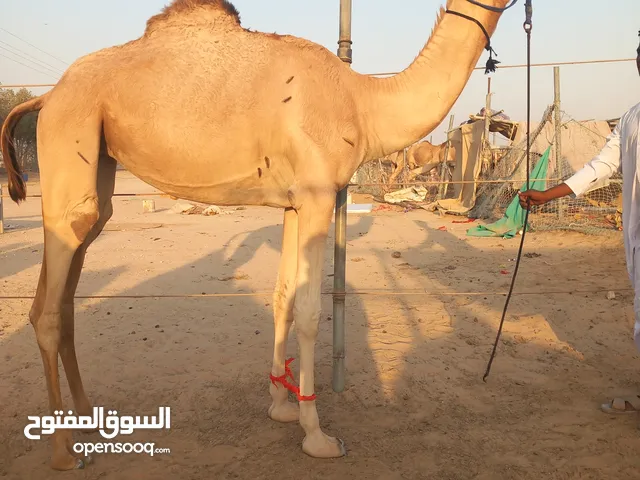 بكره لقيا ..