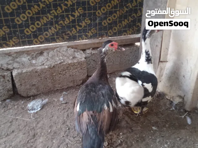 زوج بط مصري مطلوب 7 نهايه موقع لوى . زوج منتج كبار
