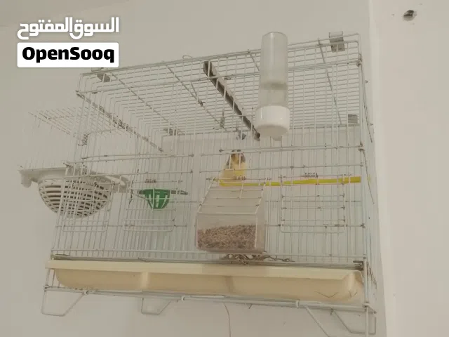 سلام عليكم متاح بي فضل لله انتي كناري تبارك رحمن جهازه تبي دكر سخون سعر بيعه 100 ملاخير